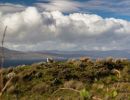 img 3175   irland