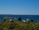 img 7547   irland